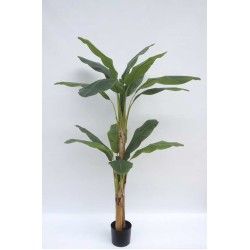 1 Vaso Bananeira (M2) - Plantas Com Vaso