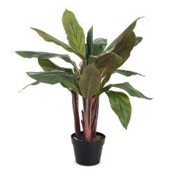 1 Vaso Dracaena (M4) - Plantas Com Vaso